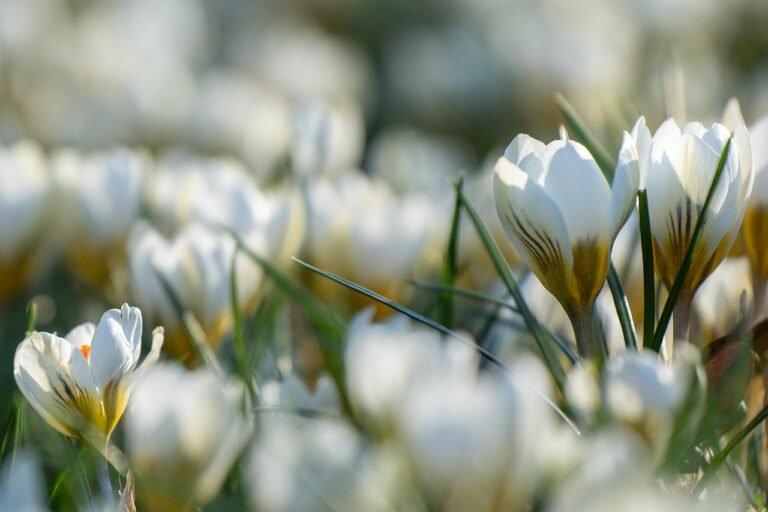 flower, crocus, beautiful flowers, spring, garden, bloom, blossom, flower wallpaper, field, flower background, nature, botany, growth, plant