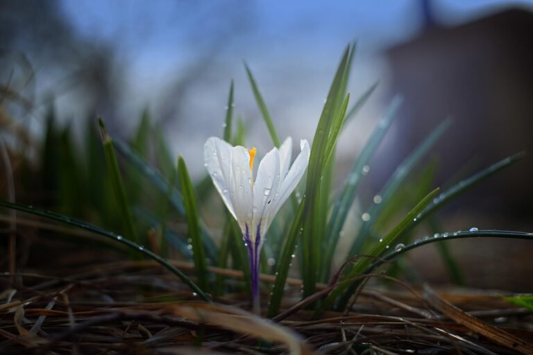 nature, crocus, plant, outdoors, beautiful flowers, flower, flower background, flower wallpaper, leaves, garden, summer, green, closeup, spring